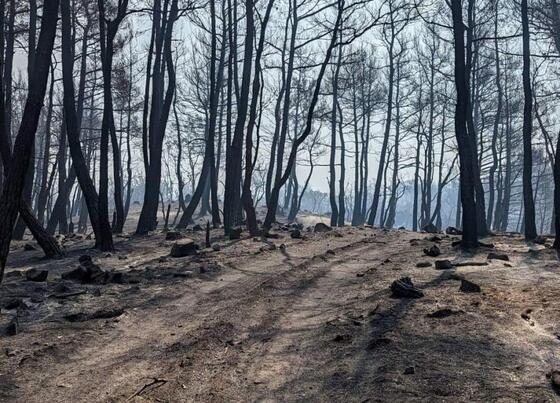 Θα πραγματοποιήσει αυτοψία στις πυρόπληκτες περιοχές.
